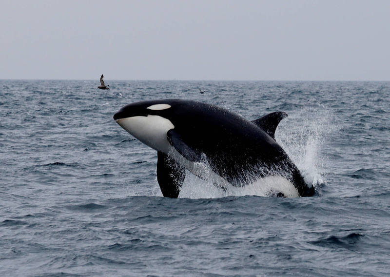 加拿大一名女子将为了躲避虎鲸追击而跳上船海狮赶回海中，引来网友批评，此为虎鲸示意图。（路透）(photo:LTN)