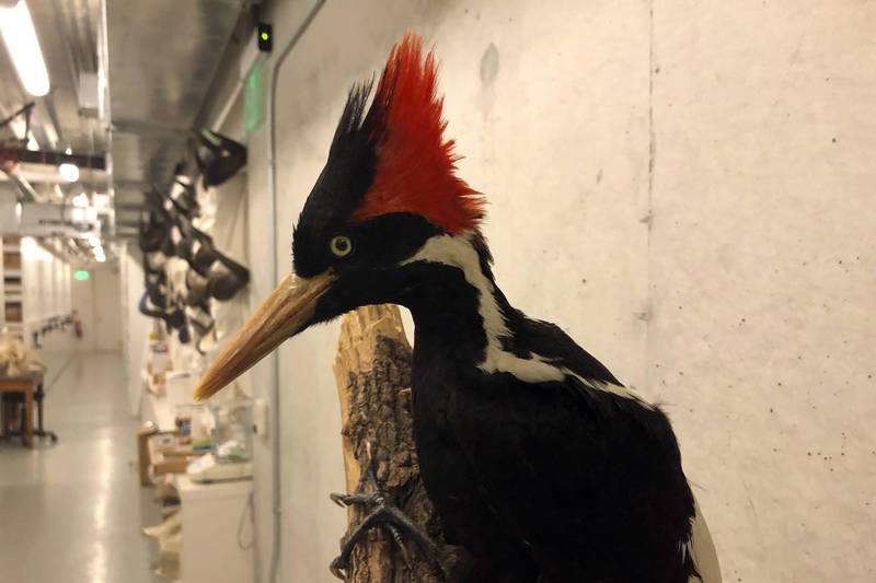 被制作成标本的象牙喙啄木鸟。（美联社）(photo:LTN)