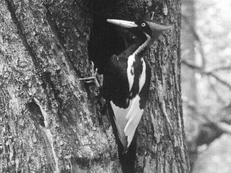 象牙喙啄木鸟上世纪在野外被捕捉到的身影。（美联社）(photo:LTN)