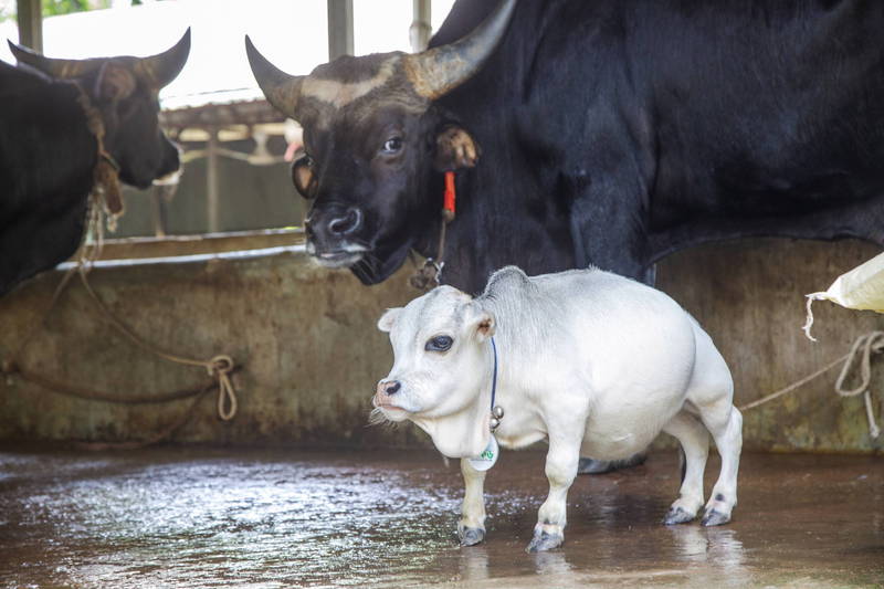 孟加拉身高只有50.8公分母牛，7月4日获得金氏世界纪录认证为「史上最矮的牛」，但牠不幸在获得认证前病逝。（欧新社）(photo:LTN)