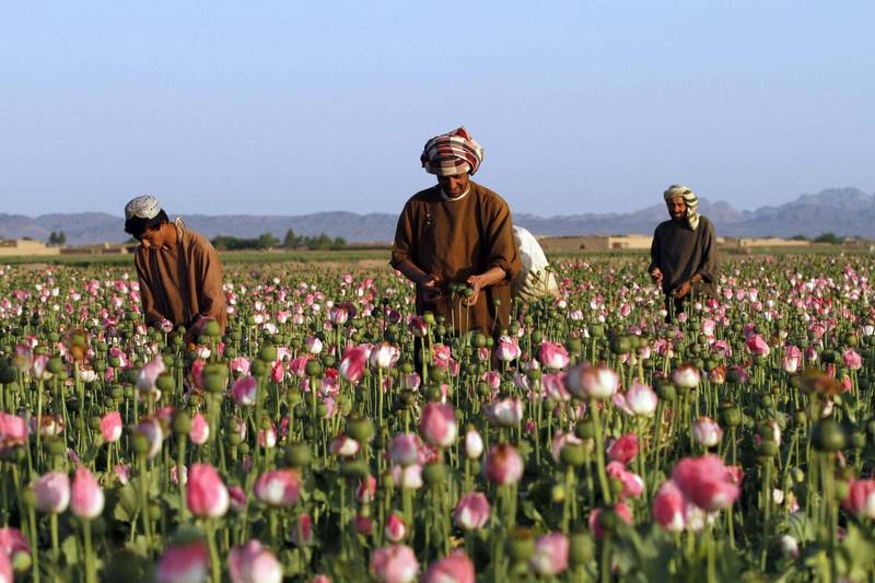 阿富汗种植罂粟如终难以禁绝，自从塔利班夺回政权以来，鸦片的价格暴涨。（美联社）(photo:LTN)