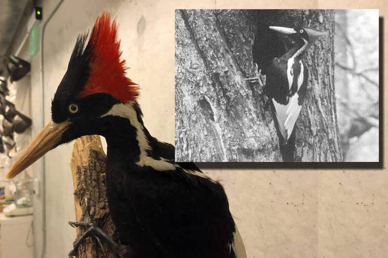 象牙喙啄木鸟已被证实灭绝。图左为标本照片，图右为上世纪的历史照片。（美联社）(photo:LTN)