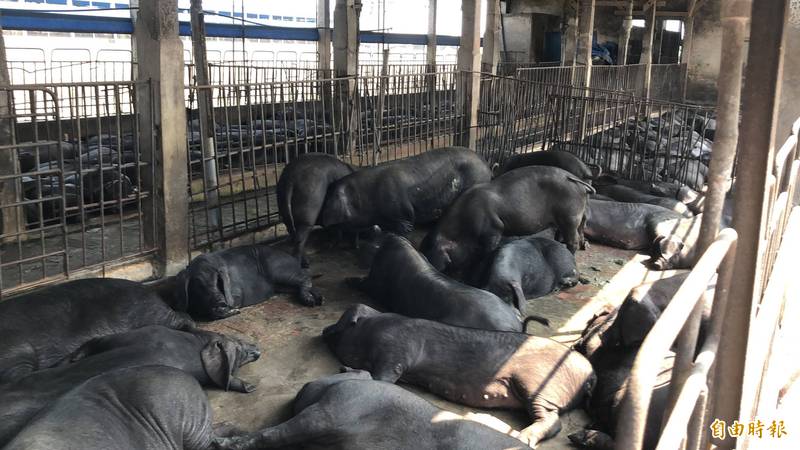 屏縣是黑毛豬繁殖基地，黑毛豬飼養戶數約672場。（記者羅欣貞攝）