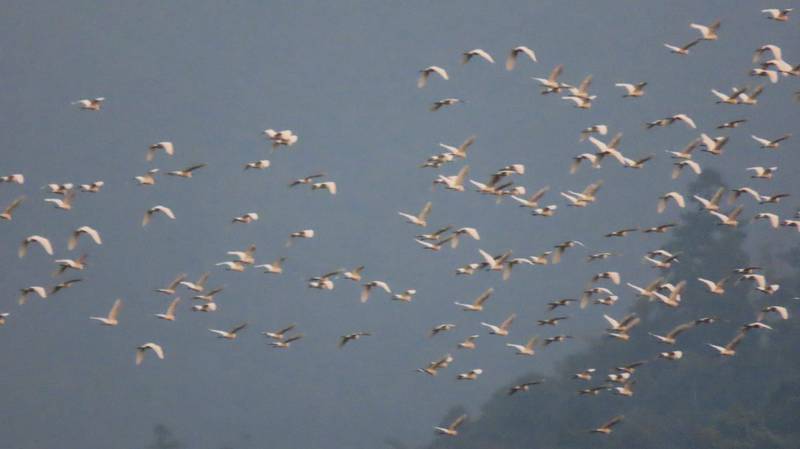 嘉義縣梅山鄉太興村近日黃頭鷺數量爆發。（蘇家弘提供）
