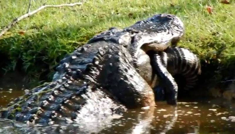 美國一名網友日前拍到一頭巨鱷正在吞食同類的畫面。（圖翻攝自推特）