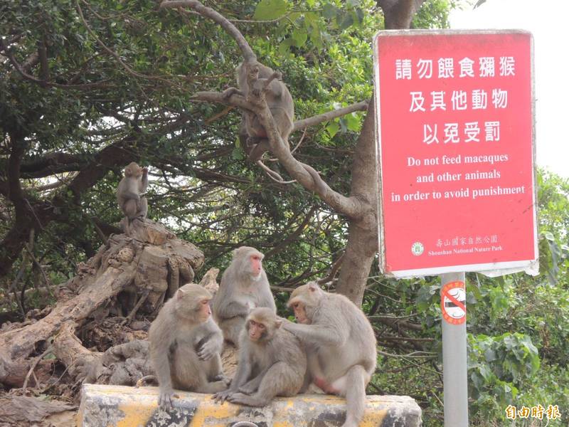 壽山與柴山是獼猴族群生活區域，高市府與生態團體長期推廣不餵食活動。（記者王榮祥攝）