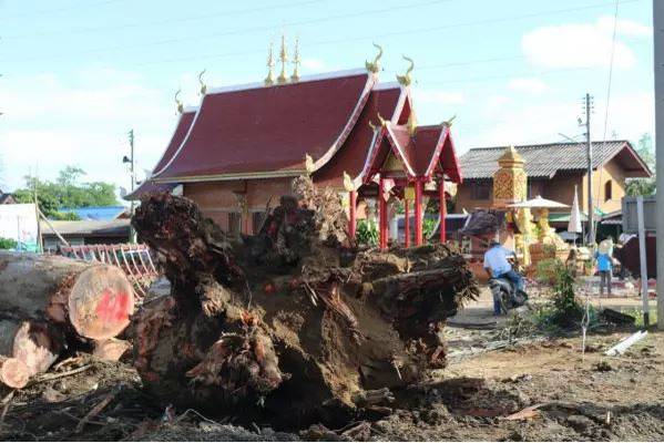 上週五一场雷击导致清迈通往南奔的公路旁10多棵巨树倒塌。（图翻摄自微博）(photo:LTN)