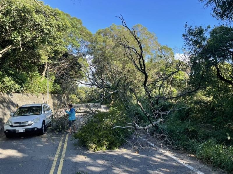 桃園市龜山區大坑路三段往大坪頂地區產業道路路樹倒塌，還好沒造成人員受傷。（警方提供）