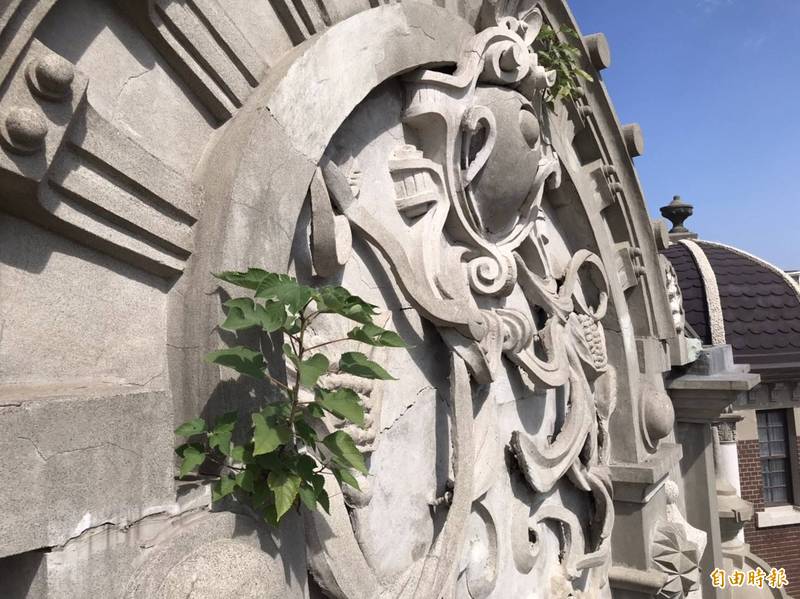 鹿港民俗文物館的立面冒出了兩棵構樹的小樹苗。（楊昇樺提供）