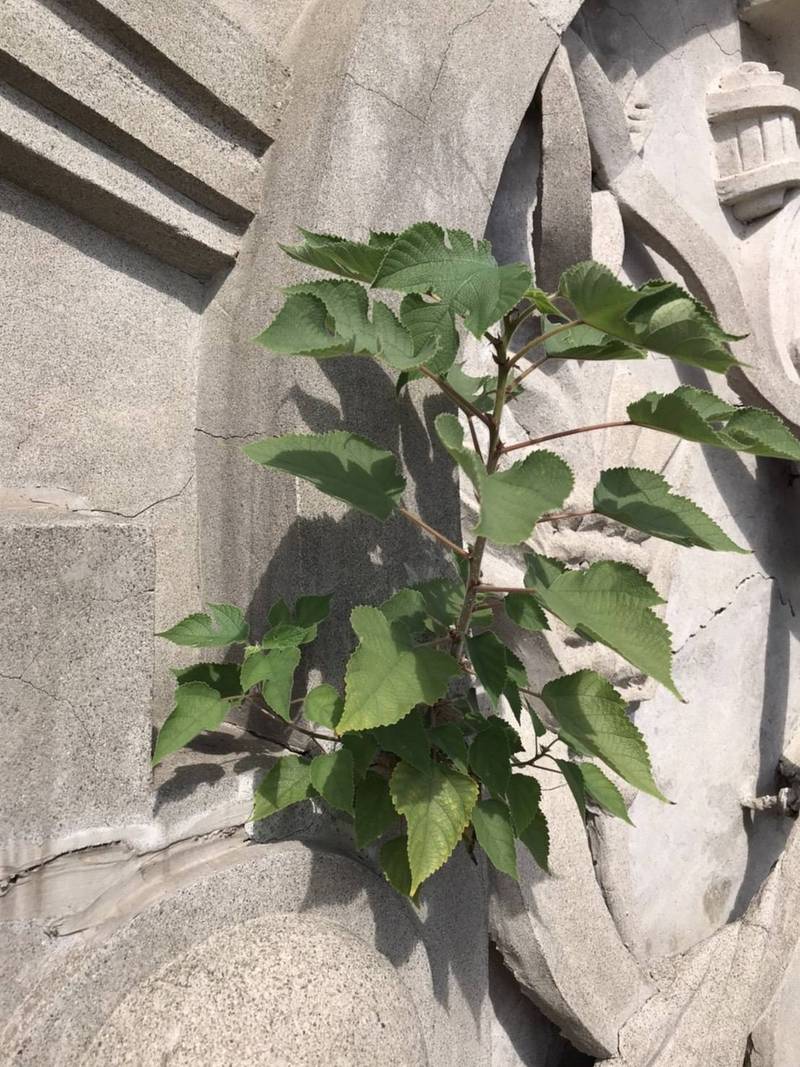 構樹生長力旺盛，可以鑽出鹿港民俗館的立面。（楊昇樺提供）