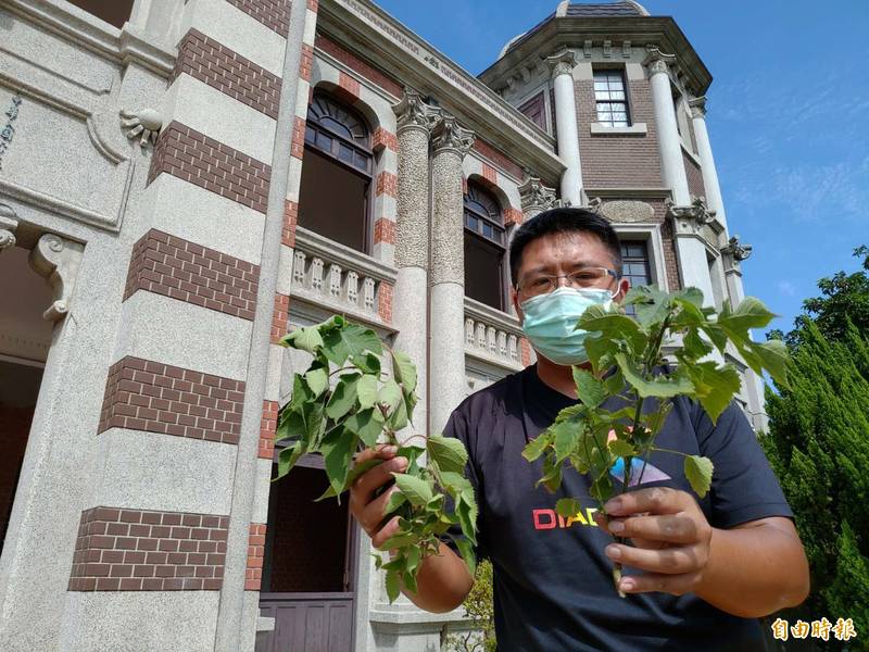 鹿港民俗文物館拔除立面的構樹小樹苗，避免繼續長成大樹。（記者劉曉欣攝）