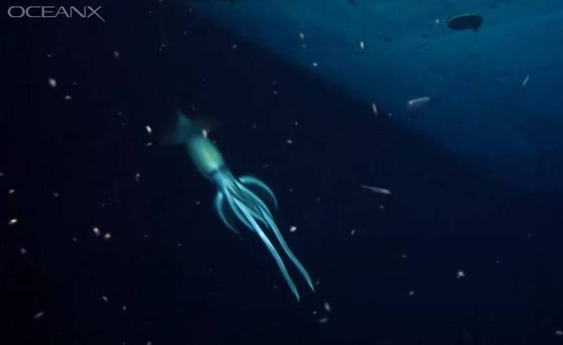海洋生物学家组成的「OceanX」团队在红海调查1艘沉船时，意外拍到疑似巨型鱿鱼的不明生物，专家鑑定确认的确是只鱿鱼。（图取自OceanX）(photo:LTN)
