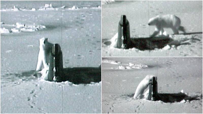 美国海军研究所贴出照片，过去曾有北极熊舔过「康乃狄克号」。（图取自U.S. Naval Institute）(photo:LTN)