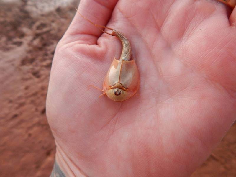美国亚利桑那州北部今年夏天的季风降雨，唤醒了数百只沉睡十多年的「奇异甲壳动物」，外观看起来就像「三眼异形」。（图取自Wupatki National Monument）(photo:LTN)