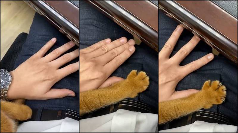 律師呂秋遠今（8日）在臉書貼出愛貓影片，他將手掌在愛貓面前攤開、五指併攏，不料愛貓一點就通，伸出牠的小腳掌作出一模一樣的動作，超萌畫面被網友讚爆。（圖取自呂秋遠臉書）
