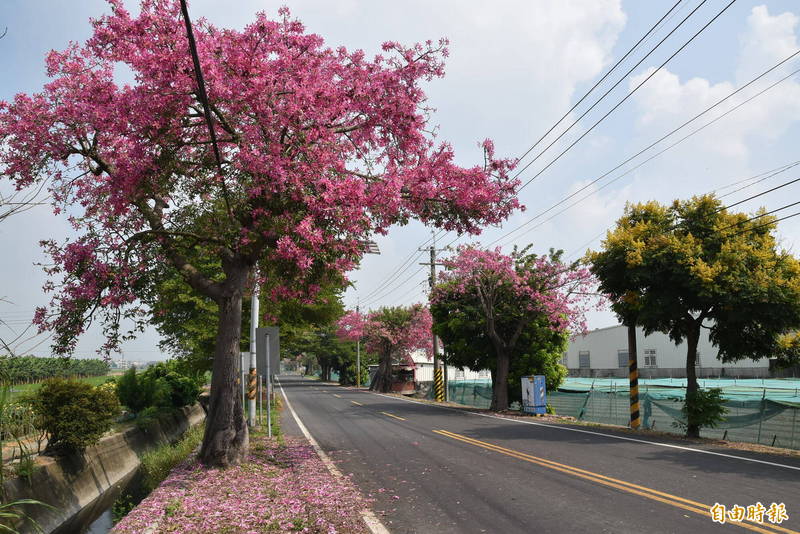 秋季限定美景 雲71線道美人櫻粉紅花海好浪漫 生活 自由時報電子報