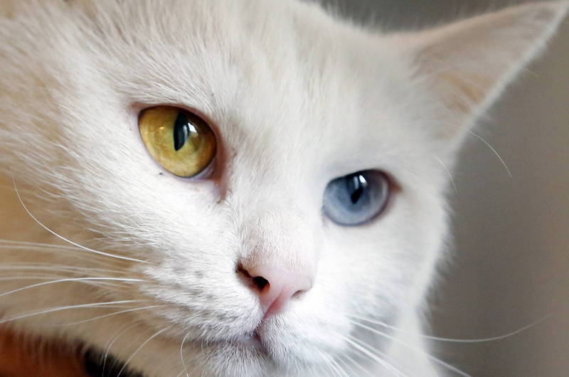 国外网站「All About Cat」针对猫咪的脸长、嘴巴大小、外眼角间距等，以数学方式计算出猫咪脸部比例，从科学角度揭示世界上最美丽的猫为何品种。猫咪示意图。（欧新社）(photo:LTN)