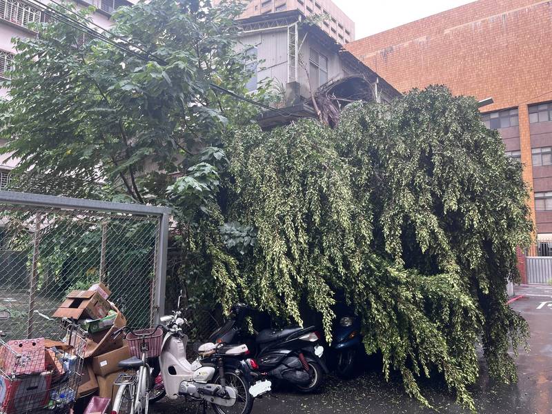 台北市中正區羅斯福部三段今天發生樹倒事件。（圖由讀者提供）