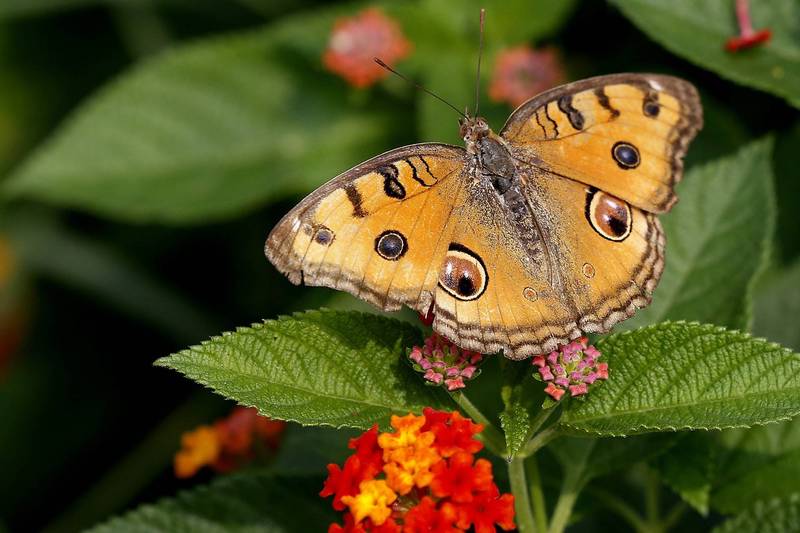 英國「蝴蝶保護組織」近日一項最新報告指出，受全球暖化影響，今年各品種蝴蝶與飛蛾的統計數量更創下歷史新低。孔雀蛺蝶示意圖。（歐新社）