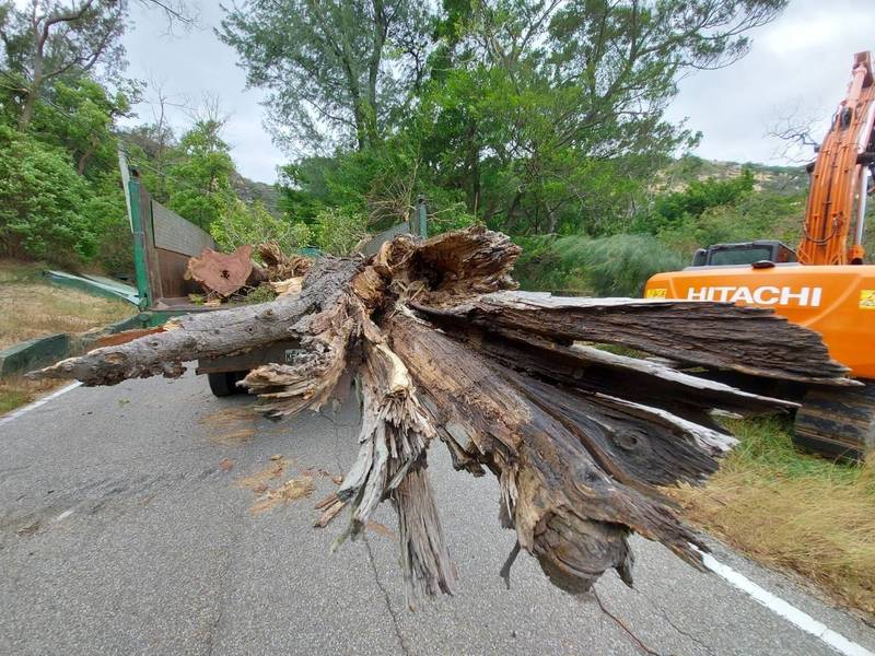 「圓規」風力驚人，金門各地傳出路倒樹，主辦單位趕緊移除。（金門縣林務所提供）