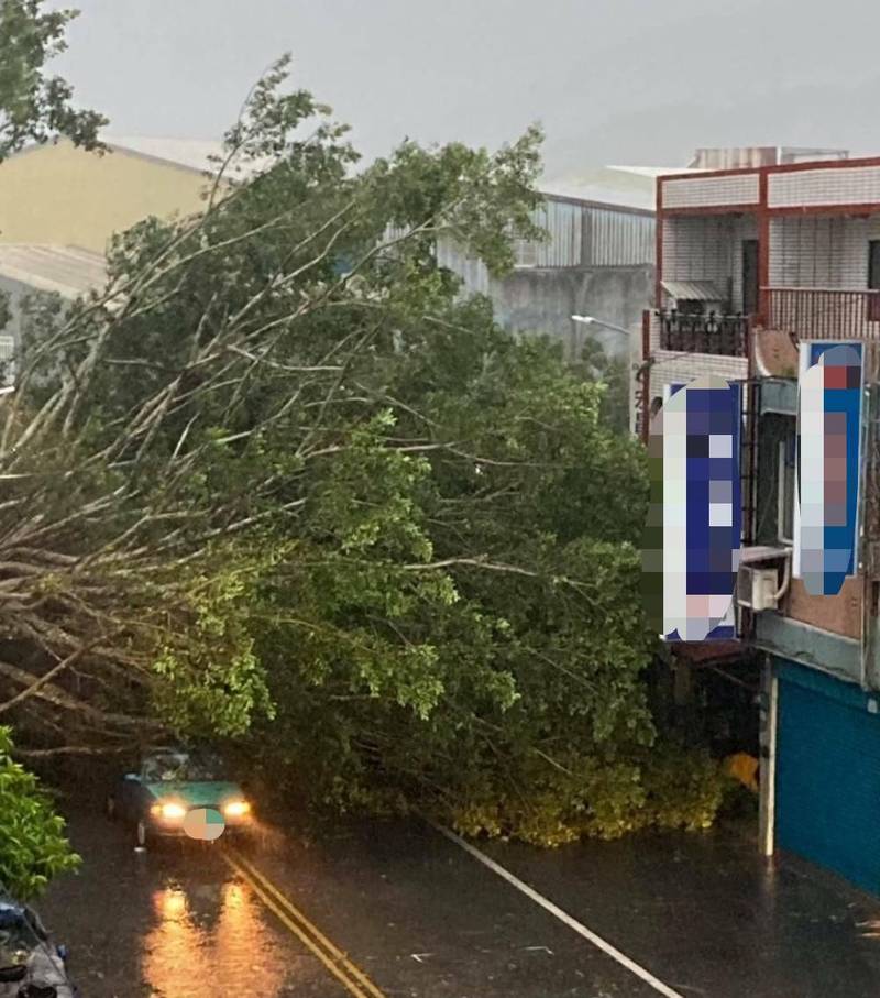 老榕樹不敵強風豪雨連根拔除，壓壞一輛路過轎車，所幸駕駛輕傷無礙。（記者陳賢義翻攝）