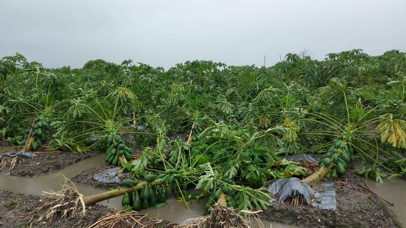 鹿野地區木瓜樹倒伏嚴重。（劉櫂豪服務處提供）