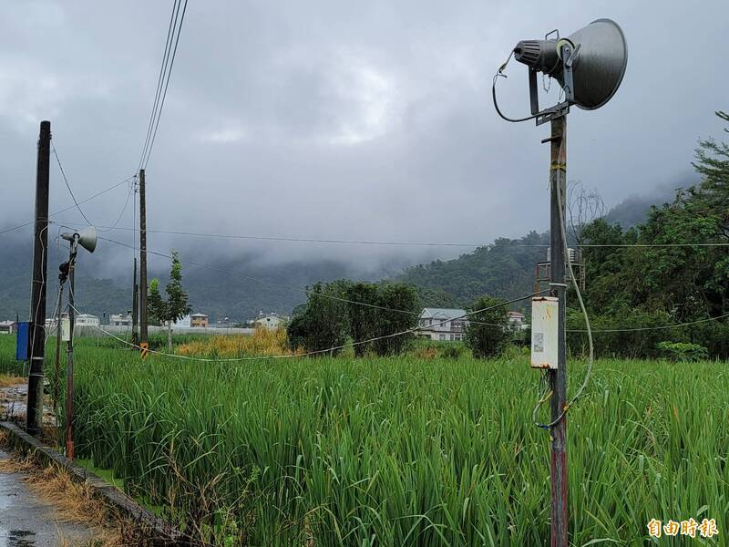 埔里鎮是全台茭白筍最大產區，農民透過夜間燈照調節產期，高壓鈉燈仍是主要燈具，目前暨大、縣府也積極推廣農業節電，鼓勵農民採用LED燈。（記者佟振國攝）