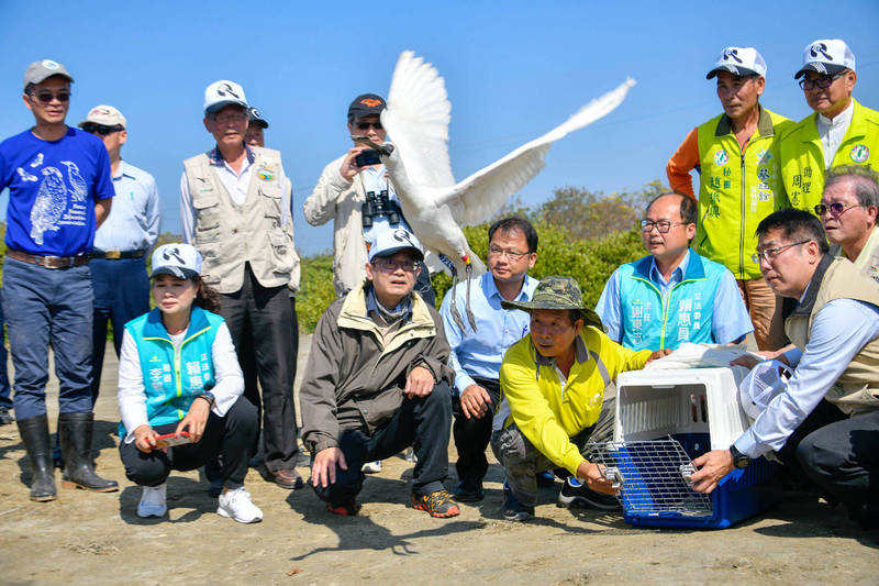 2020黑面琵鷺保育季在台南學甲濕地生態園區野放「T85」黑面琵鷺。（農業局提供）