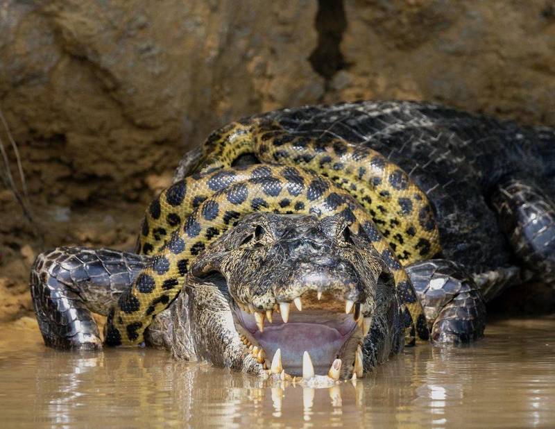美國印第安納州野生動物攝影師蘇利文在巴西庫亞巴河（Cuiaba River）岸邊，目睹森蚺與凱門鱷之間罕見的生死激戰。圖經攝影師授權使用。（Caters and Kim Sullivan/@ksulli16）