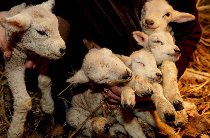 澳洲当地农民近期替羊群剪毛，在休息时目光瞥向一群羔羊，惊见其中1只小羊竟然有5只脚。示意图。（欧新社档案照）(photo:LTN)