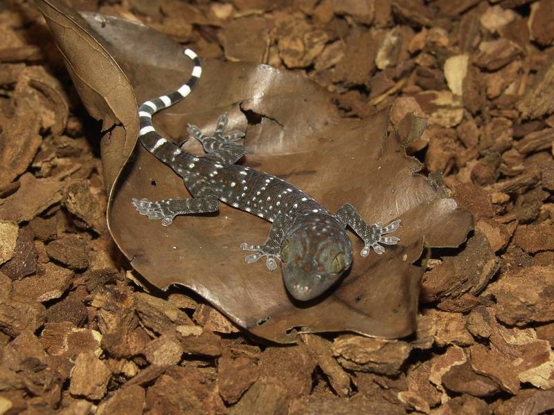 大壁虎的小壁虎寶寶萌萌來報到。（台北市立動物園提供）