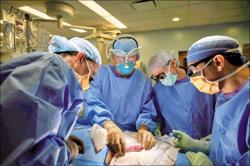 美國紐約大學朗格尼醫學中心醫師蒙哥馬利上月領導外科團隊，進行基因改造豬「GalSafe」腎臟移植人體的54小時實驗性手術，圖為醫療團隊確認患者和她體外連接的豬腎是否出現異種器官移植常見的超急性排斥（HAR）現象。（路透）