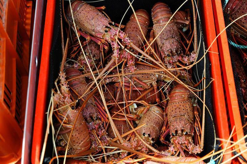 在澳洲与中国发生外交摩擦前，澳洲龙虾几乎全出口至中国。（法新社）(photo:LTN)