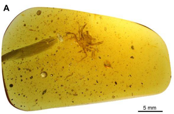 哈佛大學研究團隊指出，這塊有1億年歷史的琥珀是在東南亞叢林中發現的，裡面竟然完整「封印」著1隻體長5公釐的螃蟹。（圖取自科學期刊Science）