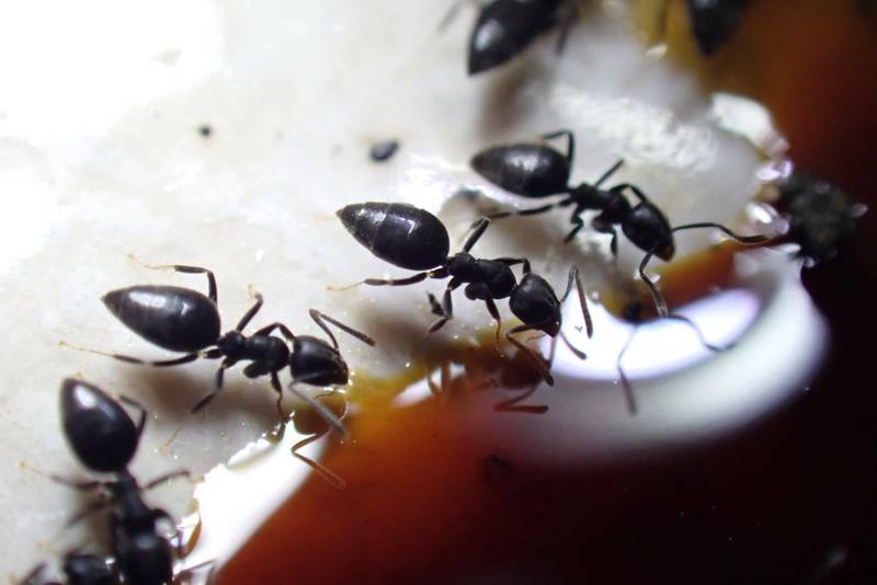 疣胸琉璃蟻入侵花蓮民宅住戶發毛整晚忙滅蟻- 生活- 自由時報電子報