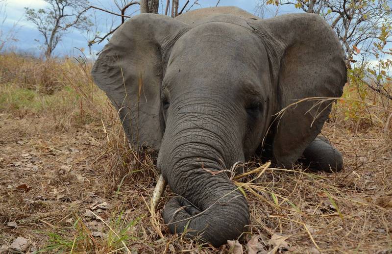 莫三比克戈龙戈萨国家公园盗猎过于严重，使得母象逐渐演化为失去象牙。图为莫三比克遭盗猎者杀害的大象。（美联社）(photo:LTN)
