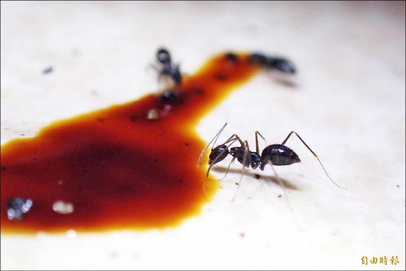疣胸琉璃蟻入侵民宅自製餌劑防治 生活 自由時報電子報