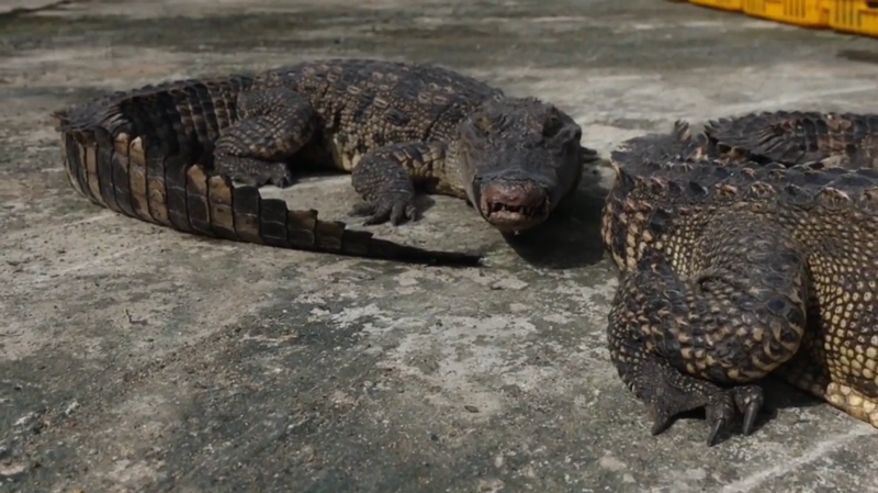 中國廣西防城港市邊境近日查獲逾1200隻活體鱷魚。（翻攝自《澎派新聞》）