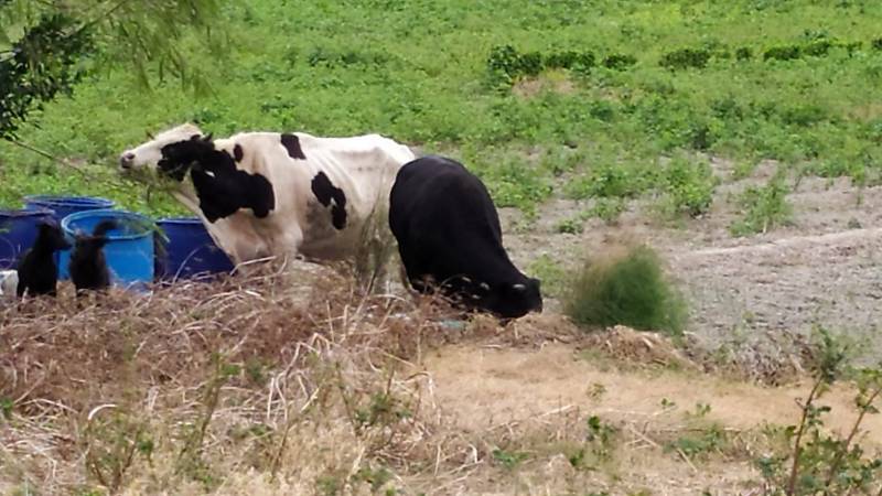 牛牛「離家出走」200公尺，跑到休耕田地裡頭吃草，被民眾發現報警後，警方與飼主一起把牛牛趕回牧場，結束牛牛離家記。（記者劉曉欣翻攝）