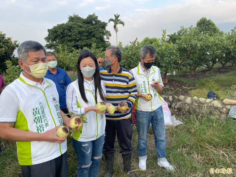 古坑芭樂災損認定重勘結果翻盤，8成可獲災損補助。（記者詹士弘攝）