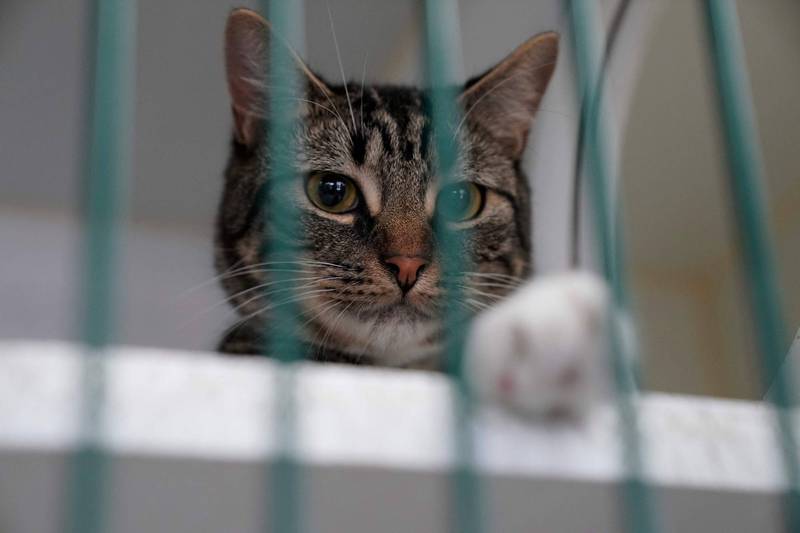 阿根廷法院一名被弒親的男子，因不停學貓叫而被逐出法院。示意圖，與新聞指涉事件無關。（法新社）