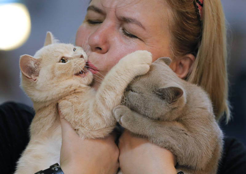 貓行為獸醫師林子軒指出，貓咪其實是不吝於表達愛意的動物，仔細觀察就會發現貓咪常透過許多肢體語言在表達牠對你的愛意。（美聯社）