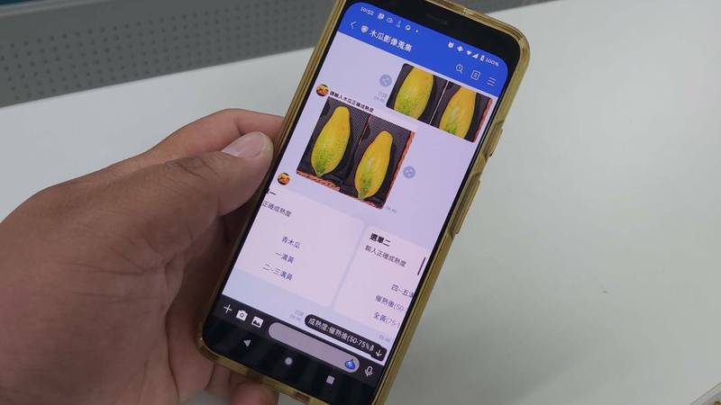 木瓜成熟與否可以透過手機幫忙鑑定。（農業局提供）
