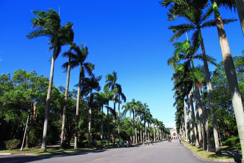 台灣大學椰林大道。（圖取自台灣大學官方臉書，與新聞事件無關）