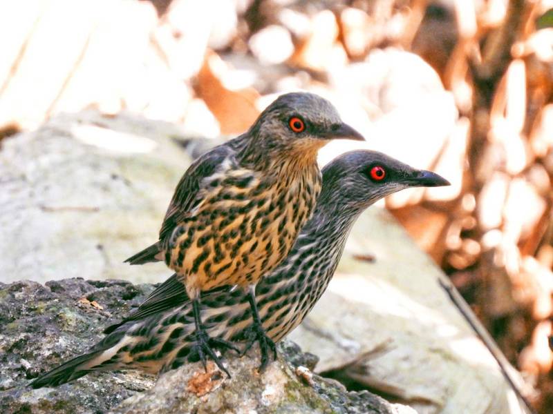 高雄鳳凰山被鳥友發現上百隻外來種輝椋鳥出沒。（拍鳥俱樂部Domu Ou拍攝）