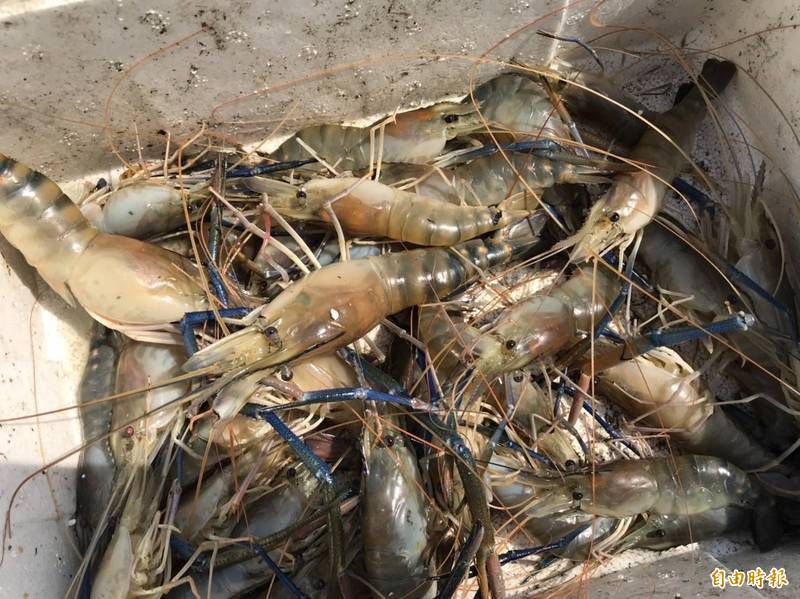 潮州是國內泰國蝦養殖重鎮。（記者陳彥廷攝）