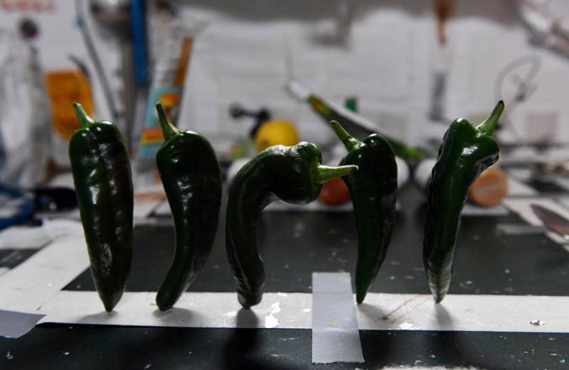 NASA日前在太空中成功採收辣椒，为最新在太空种植的作物。（图撷取自Twitter_@Astro_Megan）(photo:LTN)