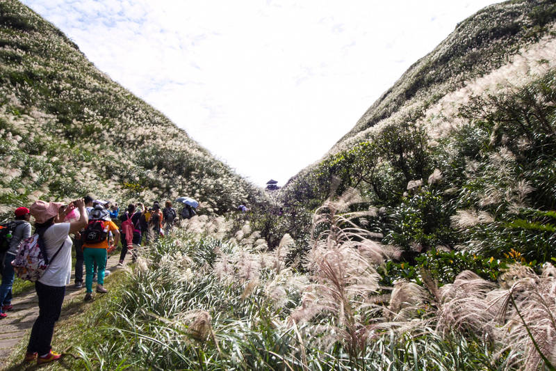 草嶺古道芒花翻飛美景，吸引不少遊客前往踏青欣賞。（東北角管理處提供）