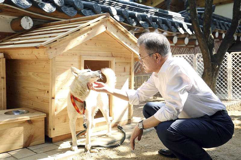 南韩总统文在寅抛出禁吃狗肉的想法，要求相关部会开始研拟方案，不过民调显示，有近5成民众反对政府立法禁食狗肉。（美联社）(photo:LTN)