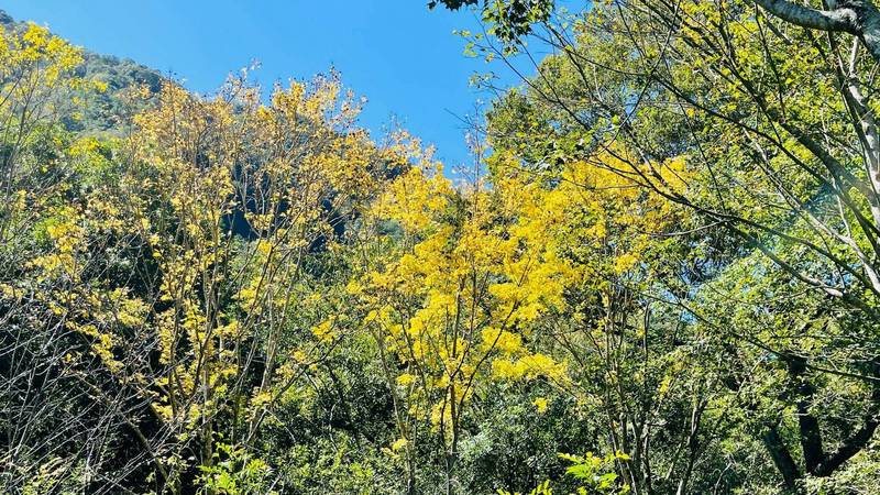 天氣逐漸轉涼，許多遊客已關注奧萬大森林遊樂區的楓葉狀況，其中黃金楓已率先變色，但不是由綠轉紅，而是一片金黃。（奧萬大森林遊樂區提供）